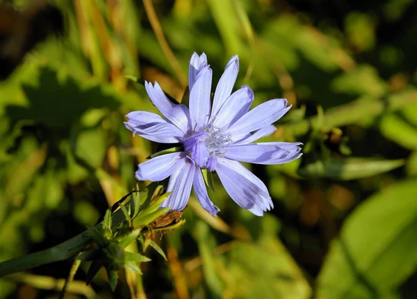 Vackra Blå Blommor Cikoria Cikorium Intybus Ängen Närbild — Stockfoto