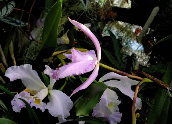 Красные Мультицолорные Цветы Орхиды — стоковое фото