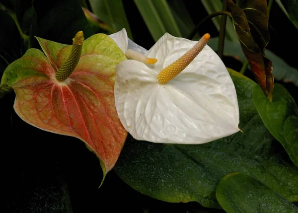 Flori Destul Multicolore Plante Tropicale Anthurium Aproape — Fotografie, imagine de stoc