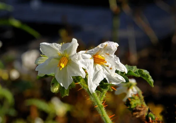 Белые Цветы Красные Фрукты Solanum Sisymbriifolium Завода Вблизи — стоковое фото