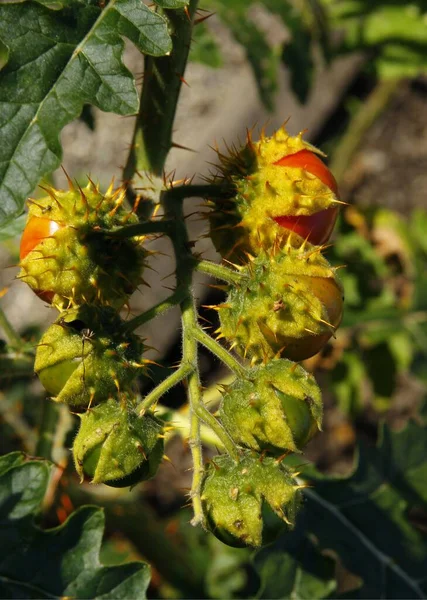 Flores Brancas Frutos Vermelhos Solanum Sisymbriifolium Planta Perto — Fotografia de Stock