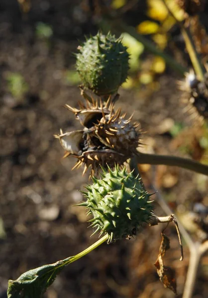 Datura Bitkisinin Küçük Siyah Tohumlarıyla Kuru Meyveler — Stok fotoğraf