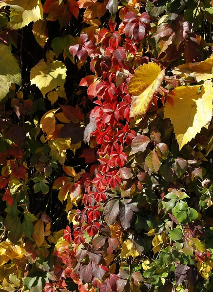 Αναρριχητικό Φυτό Parhenocissus Quinquefolia Πολύχρωμο Φύλλωμα Φθινόπωρο — Φωτογραφία Αρχείου