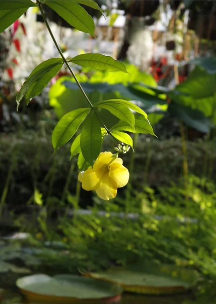 Trópusi Növény Allamanda Catnartica Apocynaceae Család Sárga Virágok — Stock Fotó
