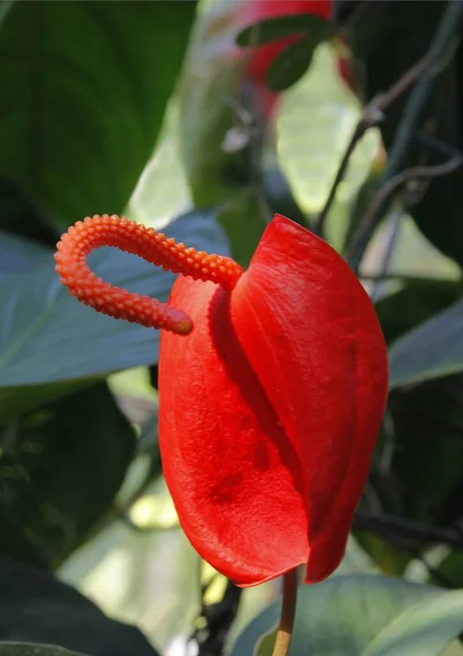 Досить Різнокольорові Квіти Антуріумної Тропічної Рослини Крупним Планом — стокове фото