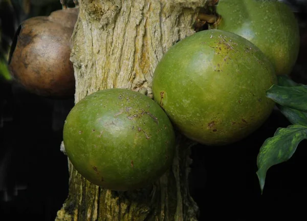 Crescentia Cujete Árvore Com Grandes Frutas Verdes Tronco — Fotografia de Stock