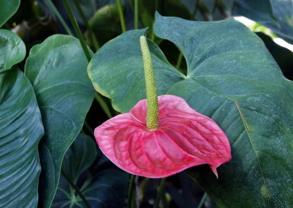 Blüten Und Früchte Der Anthurium Pflanze Aus Nächster Nähe — Stockfoto