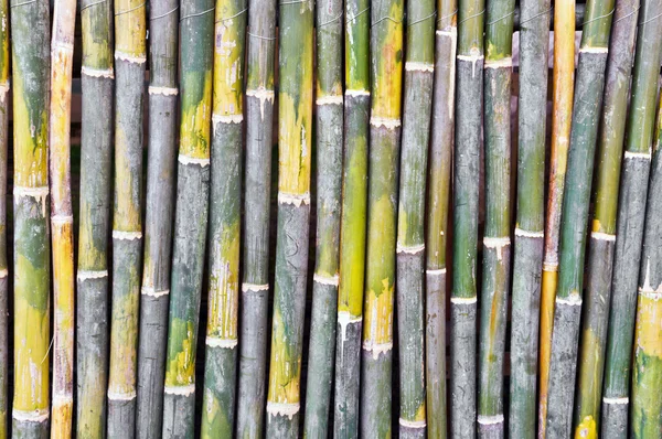 Bamboo pattern background — Stock Photo, Image