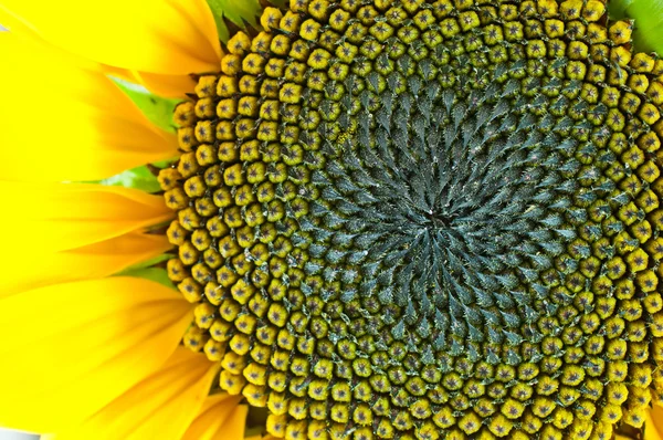 Macro of sunflower — Stock Photo, Image