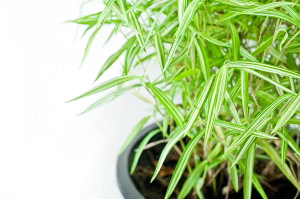 Bamboo tree in flowerpot on white background — Stock Photo, Image