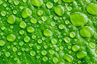 su ile güzel yeşil yaprak düşer