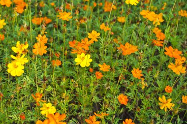 güzel bir renk sarı çiçek çiçek