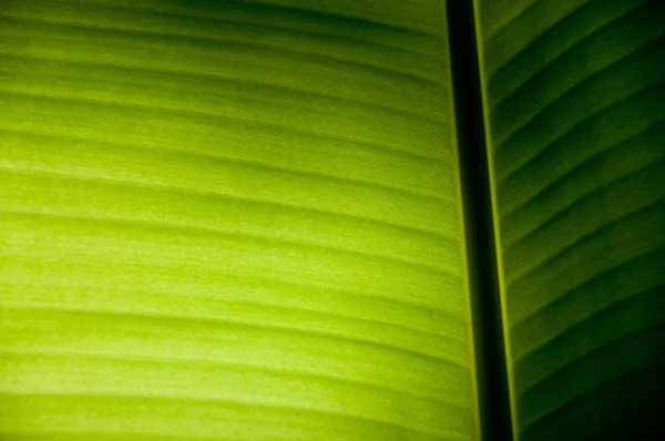 Banana Leaf on Light Effect. — Stock Photo, Image