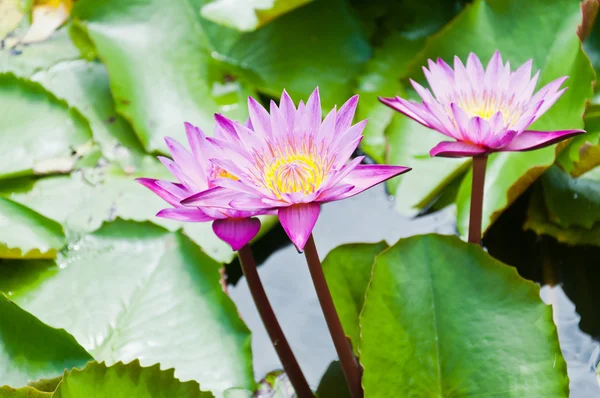 Hermosa flor de loto rosa — Foto de Stock