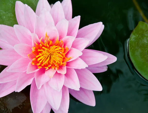 Hermosos lirios de agua rosa en el estanque — Foto de Stock