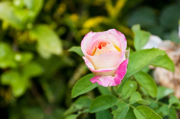 Schöne rosa Rose in einem Garten — Stockfoto