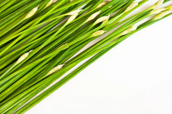 Chinese chive tilted on white background — Stock Photo, Image