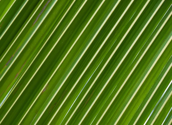 Foglia di cocco per sfondo — Foto Stock