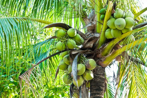 Árbol de coco — Foto de Stock