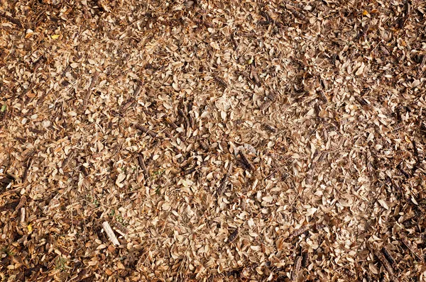 Dry leaf on floor background — Stock Photo, Image