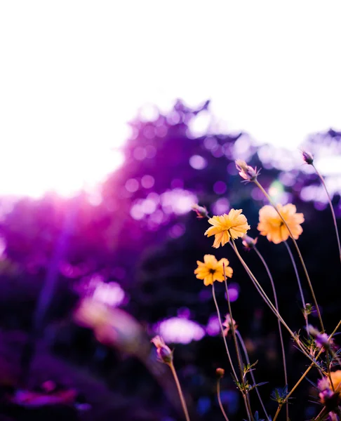 Blomst av naturlig makro – stockfoto