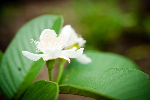 Fleur de goyave dans le jardin — Photo