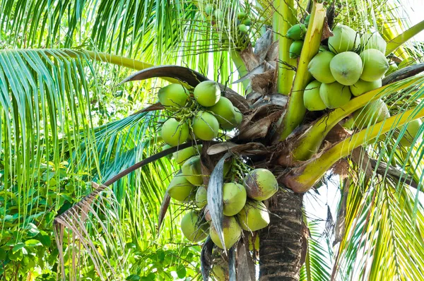 Kokosnöt träd Royaltyfria Stockbilder