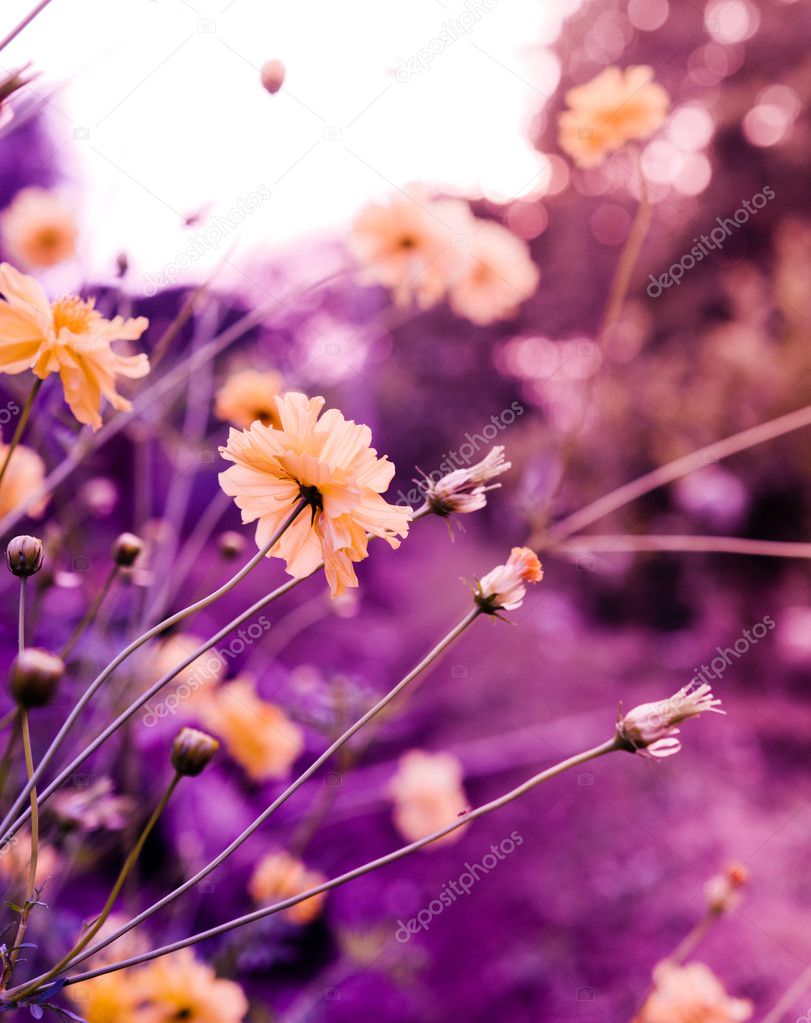 Flower of natural macro