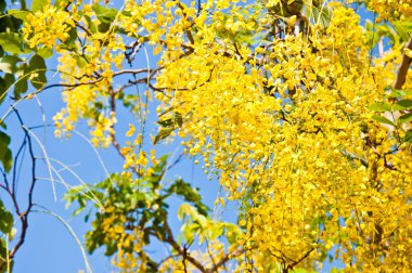 duş altın çiçek closeup