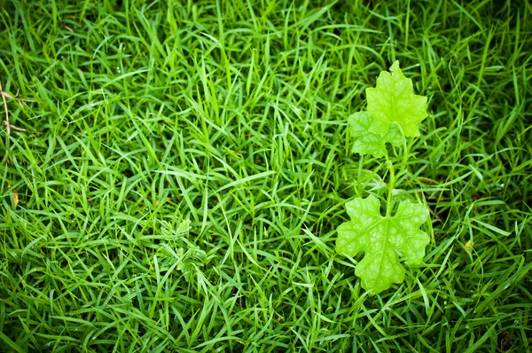 Makro zelených listů, přírodní čerstvý — Stock fotografie