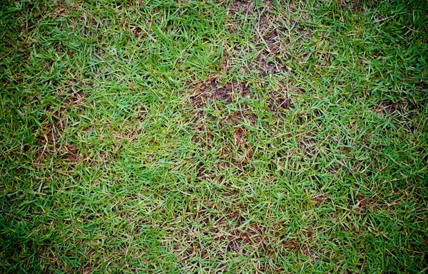 Gräs golvet bakgrund — Stockfoto