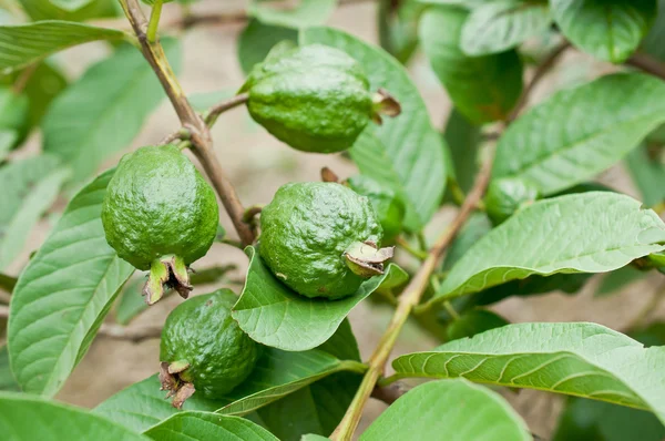 Yeşil guava meyve bahçesinde — Stok fotoğraf