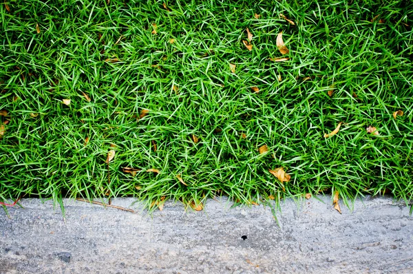 Beton zemini olan yeşil çimenler — Stok fotoğraf