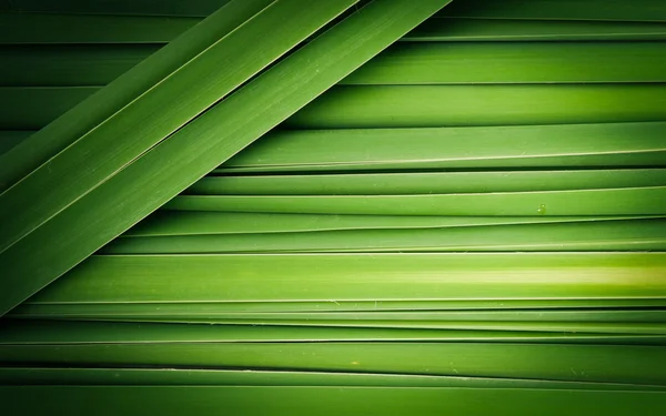 Green leaf of Papyrus abstract background — Stock Photo, Image