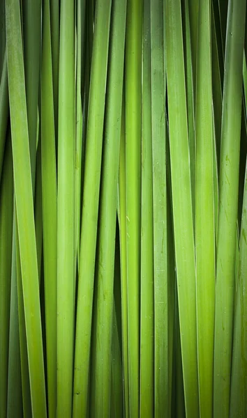 Green leaf of Papyrus abstract background — Stock Photo, Image