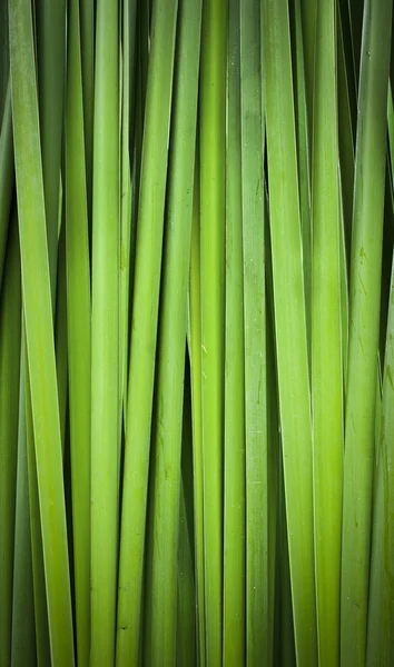 Hoja verde de Papiro fondo abstracto — Foto de Stock