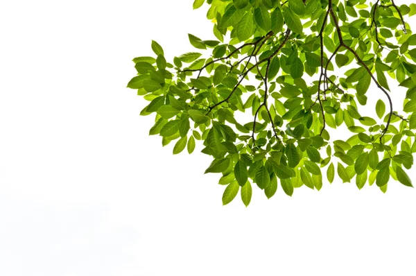 Grönt löv på vit bakgrund — Stockfoto