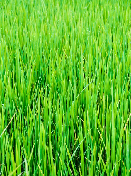 Folha verde da fazenda — Fotografia de Stock