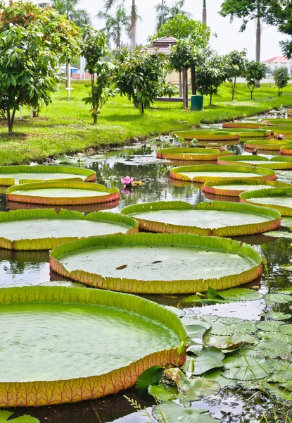 Hoja verde de Victoria —  Fotos de Stock