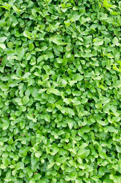 Green left for background — Stock Photo, Image
