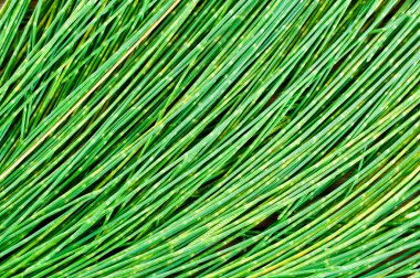 yaprak çam arka planı için