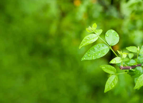 Macro of green leaf, natural fresh detail — Stock Photo, Image