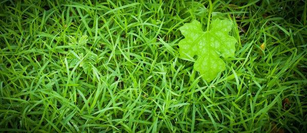 Makro gröna blad, naturliga färska — Stockfoto