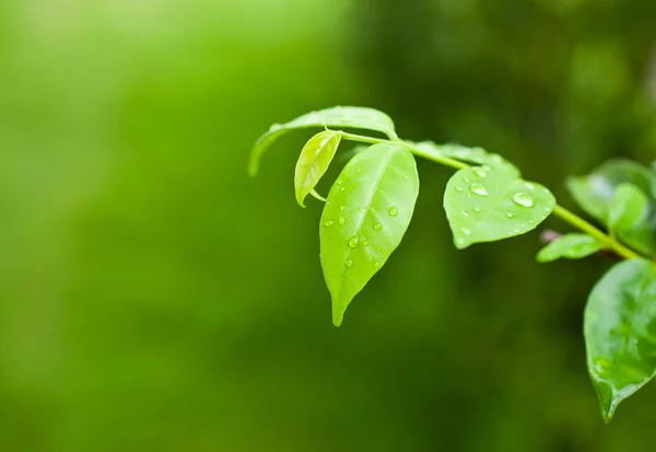 グリーン リーフの自然の新鮮なディテールのマクロ — ストック写真