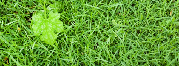 Макро из зеленого листа, натуральный свежий — стоковое фото