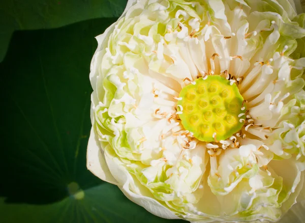 Macro de pollen lotus detai — Photo