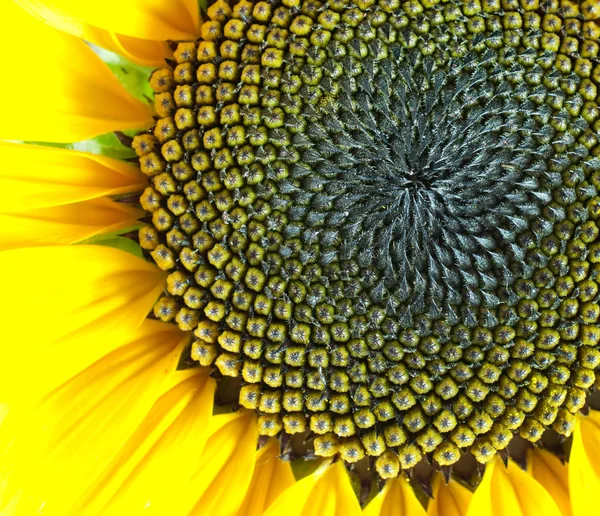 Macro of Sunflower Detail — Stock Photo, Image