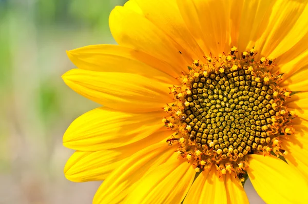 Macro of Sunflower Detail — Stock Photo, Image