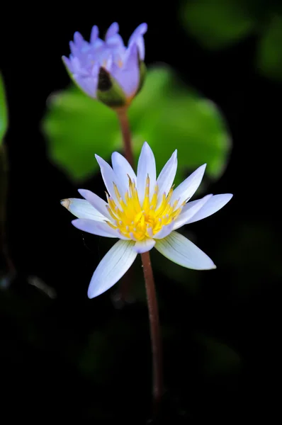 Nombre de loto 's nymphaea stellata wild . — Foto de Stock