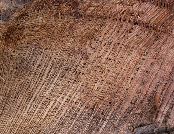 Pattern background of fiber on coconut tree — Stock Photo, Image